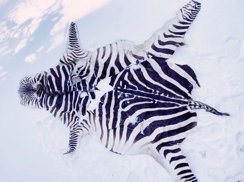 Altes zebrafell zebrateppich - altes,