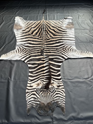 Burchell steppenzebra - burchell,