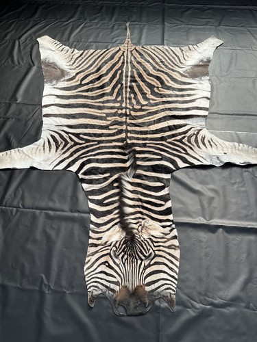 Burchell steppenzebra - burchell,