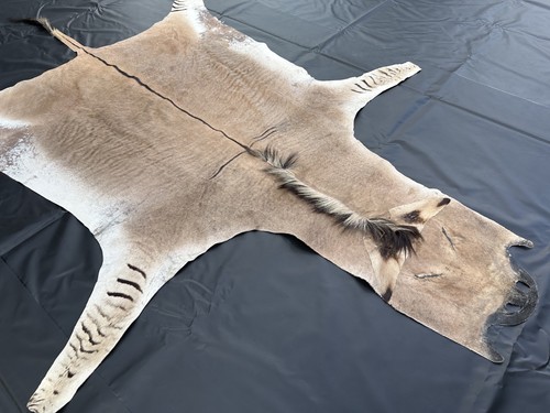 Zonkeyfell kreuzung aus esel - zonkeyfell, (kreuzung