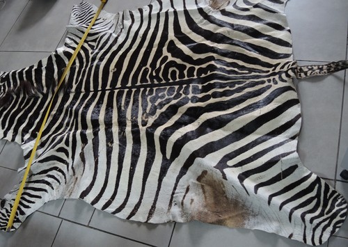 Afrika echtes zebrafell