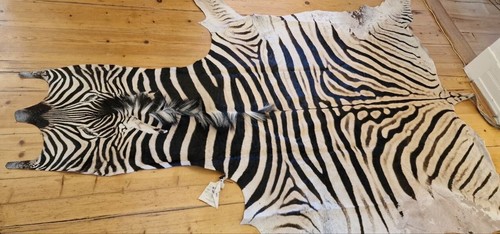 Steppenzebra flächenzebra - steppenzebra,