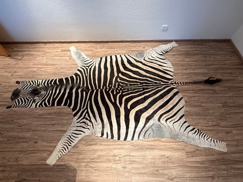 Zebra fell steppenzebra - zebra,