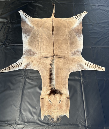 Zonkeyfell kreuzung aus esel - zonkeyfell,