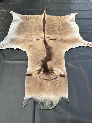 Zonkeyfell kreuzung aus esel - zonkeyfell,
