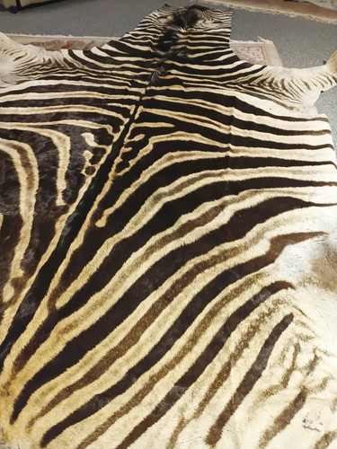 Zebrafell zebra jagd namibia - zebrafell,