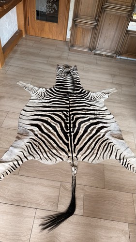 Zebra fell aus südafrika - zebra,